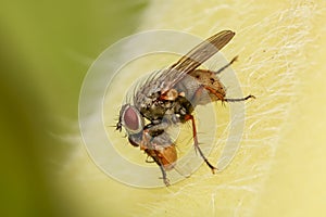 Close up shot of fly on a leaf