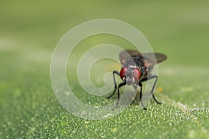 Close up shot of fly on a leaf