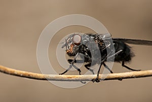 Close up shot of a fly