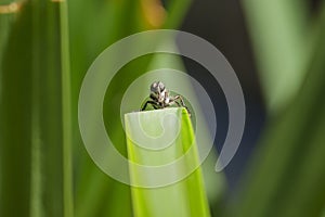 Close up shot of a fly resting on a leaf