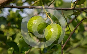 Close up shot of fresh, bright green with yellowish lemon or lime on the branch of tree in the organic rural garden in the