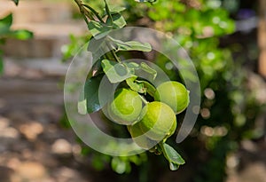 Close up shot of fresh, bright green with yellowish lemon or lime on the branch of tree in the organic rural garden in the