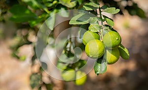 Close up shot of fresh, bright green with yellowish lemon or lime on the branch of tree in the organic rural garden in the