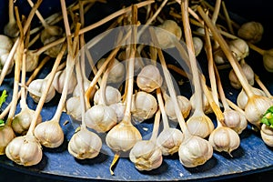 Close up shot of fresh Garlic in Atwater Market