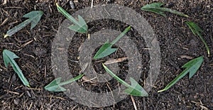 Close-up shot of fresh green vegetation growing in the soil arranged in a symbol of endlessness