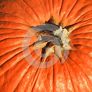 Close up shot of Fresh pumpkin from the farm