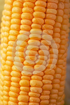 Close up shot Fresh ripe and peeled sweet corn with water drop h