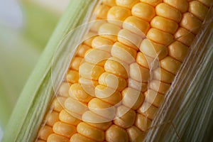 Close up shot Fresh ripe and peeled sweet corn with water drop h