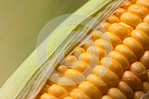 Close up shot Fresh ripe and peeled sweet corn with water drop h