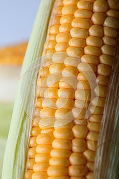 Close up shot Fresh ripe and peeled sweet corn with water drop h