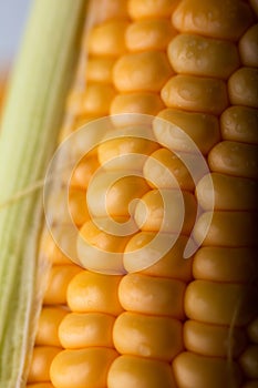 Close up shot Fresh ripe and peeled sweet corn with water drop h