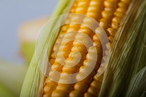 Close up shot Fresh ripe and peeled sweet corn with water drop h