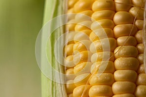 Close up shot Fresh ripe and peeled sweet corn with water drop h