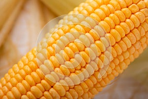 Close up shot Fresh ripe and peeled sweet corn with water drop high vitamin nature food select focus shallow depth of field