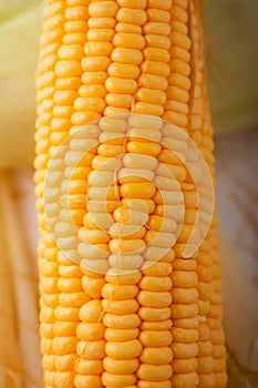 Close up shot Fresh ripe and peeled sweet corn with water drop high vitamin nature food select focus shallow depth of field