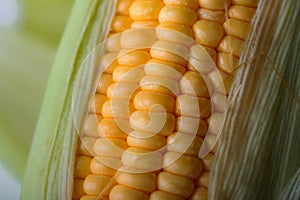 Close up shot Fresh ripe and peeled sweet corn with water drop high vitamin nature food select focus shallow depth of field