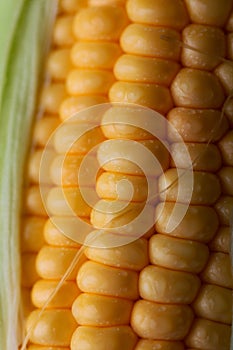 Close up shot Fresh ripe and peeled sweet corn with water drop high vitamin nature food select focus shallow depth of field