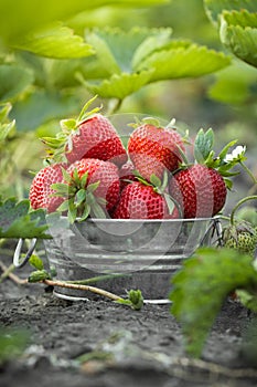 Close up shot of freshly picked ripe red strawberries in the metal bowl among the green leaves of strawberry bushes in the garden