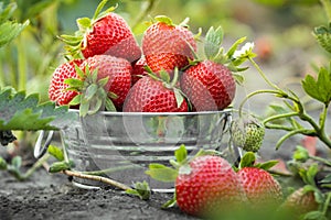 Close up shot of freshly picked ripe red strawberries in the metal bowl among the green leaves of strawberry bushes in the garden