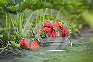 Close up shot of freshly picked ripe red strawberries in the metal bowl among the green leaves of strawberry bushes in the garden
