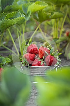 Close up shot of freshly picked ripe red strawberries in the metal bowl among the green leaves of strawberry bushes in the garden