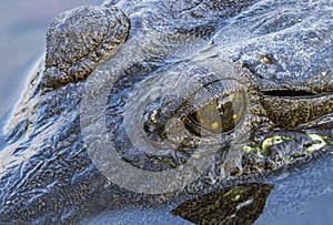 Close up shot of a freshwater crocodile eye reflected in the water