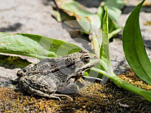 Close-up shot of frog