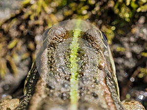 Close-up shot of frog