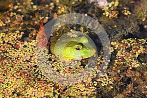 Close up shot of Frog hiding in the lake