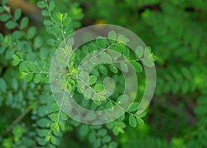 Close up shot of gale of the wind stonebreaker or seed-under-leaf. Phyllanthus niruri on the ground of the forest in a green bac