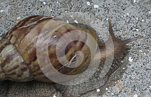 Close up shot of the garden achatina fulica snail