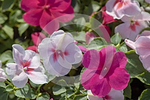 Close-up shot of garden balsam plant. Flowers in pink and white colors. Nearby withdrew the plan