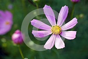 Close up shot of a garden cosmos