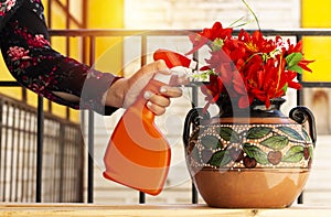 Close up shot of a gardener spraying a beautiful red flowers on clay vase with cherry fruit painting above wood table