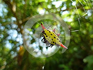 Close up shot of Gasteracantha hasselti spider and its net