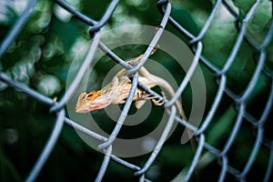 Close-up shot of a Gekkonidae crawling on a metallic fence