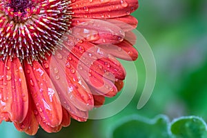 Close up shot of a Gerbera Daisy