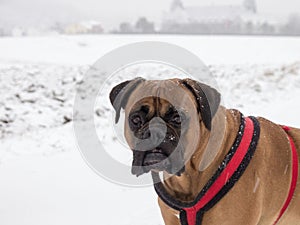 Close-up shot of a German boxer dog outside on a cold winter day