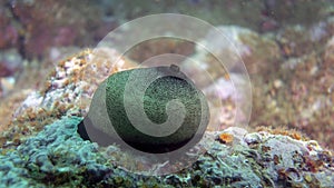 Close up shot of a Giant Keyhole Limpet photo