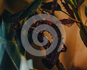 Close-up shot of a Giant prickly stick insect on a plant