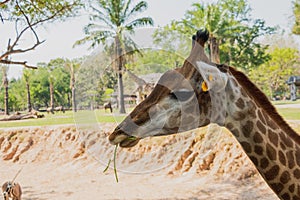 Close-up shot of the giraffe in front of trees, it`s eating some