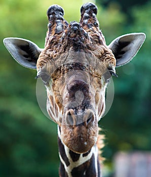 Close up shot of giraffe head.