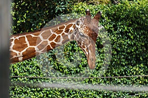 Close up shot of giraffe head on green background in a zoo.