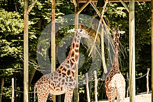 Close up shot of giraffe head. Zlin, Moravia, Czech Republic , Chateau Lesna in Zoo park Zlin..Full of atractive wild animals.