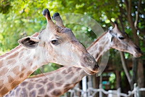 Close up shot of giraffe headIn nature