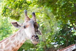 Close up shot of giraffe headIn nature