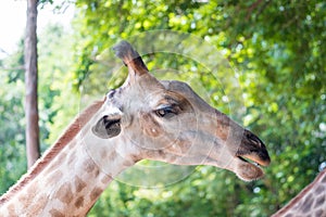 Close up shot of giraffe headIn nature