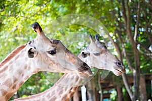 Close up shot of giraffe headIn nature