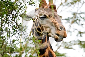 A close-up shot of giraffe`s head