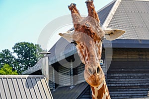 Close up shot of a giraffe`s head looking striaght on